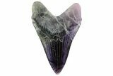 Realistic, 7.4" Carved Fluorite Megalodon Tooth - Replica - #202100-1